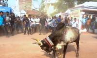 Guv approves ordinance, Jallikattu to be held in TN on Sunday