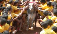 'Jallikattu can't be played without torturing bulls'