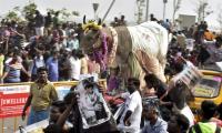 Why the BJP has a stake in Jallikattu's revival