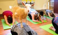 Would you try 'Goat Yoga'?