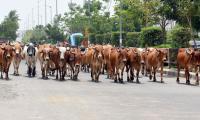 LIVE! UP man framed in cow slaughter case, 3 cops suspended 