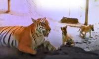 Aww! Meet These Li'l Tigers