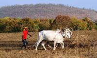 Budget 2025: What farmers want from Sitharaman