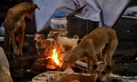 Can't sacrifice children.....: SC orders removal of stray dogs from Delhi