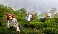 SEE: Where Darjeeling Tea Comes From