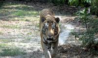 Tiger kills farmer, safari suspended in Karnataka reserves