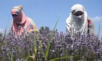 Why Kashmir Loves Purple