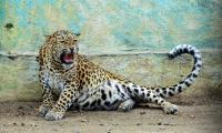 Fatal Leopard Attack in Bijnor Field