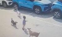 Tragic Stray Dog Attack Claims Girl's Life In Rajasthan