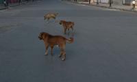 Rajasthan Girl Killed In Tragic Stray Dog Attack