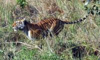 LIVE! First world Big Cat Alliance Summit in Delhi postponed 
