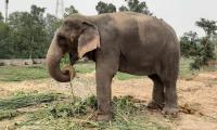 Maha steps up efforts to bring back elephant Mahadevi from Guj after stir