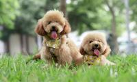 Toy Poodles at Hyderabad airport to relieve travel anxiety