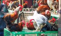 Maha civic body's meat ban on I-Day draws flak