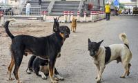 SC stray dog order: Animal lovers clash with cops in Delhi during protest