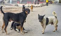 Days after SC's order, woman mauled to death by stray dogs