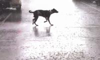 'Will look into this': CJI on SC's stray dogs order