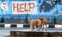 UP horror: Girl mauled by stray dogs, gets 17 stitches on face
