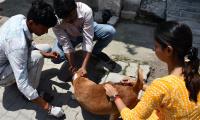 Chennai cop's remarks on woman feeding stray dogs sparks uproar