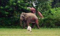 Elephant runs amok in Thrissur, damages vehicles