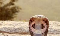 Deadliest Snakes In India