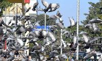 Bombay plans to allow pigeon feeding for 2 hours a day
