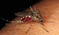 Andhra Bets on AI to Fight Mosquito Menace