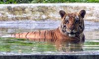 Beat the Heat, Tiger Style