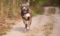 Mumbai man unleashes pet dog on minor boy, booked