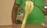 Stunning! One-year-old child bites cobra to death in Bihar