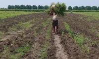 MP farmer's Rs 3 income shocks Internet; officials say 'clerical error'