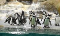 Give Marathi names to penguin chicks born at Mumbai zoo: BJP