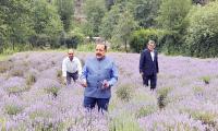How J-K's Bhaderwah became India's lavender capital