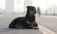 MP hospital shocker: Dog carries newborn's body in its jaws