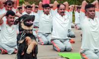 This Dog Does Yoga!!!