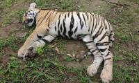 Tigress, 4 cubs found dead in K'taka forest; govt orders probe