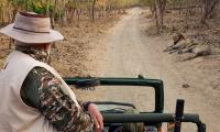 SEE: Modi goes on lion safari on World Wildlife Day