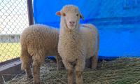 India's First Gene-Edited Sheep Is Here!