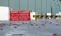 Millions Of Red Crabs Shut Down Roads