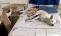Dogs found lying on hospital beds in MP, employee sacked