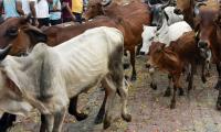 Three Arrested For Cow Slaughter In Ahmedabad's Vejalpur