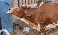 40-kg plastic waste removed from cow's stomach in Odisha