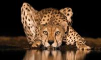 Dr Ramakant Panda's Heart Beats For Wildlife Too