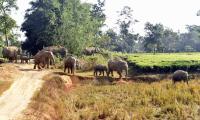 Six killed in wild elephants' attack in Jharkhand