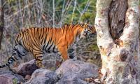 Seen These Spectacular Tiger Pix?