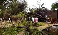 Deadly storms, rains claim 33 lives in UP; houses damaged