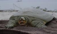 Kaziranga Turtle Conservation Milestone