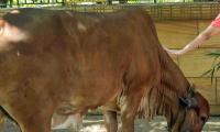 Man arrested for 'sexually assaulting' cow in Bengaluru