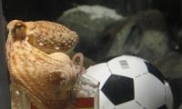 Octopus Paul predicts Spain will win Cup final