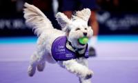 PIX: Fetch! Adorable canines play 'ball dogs' at London tennis event